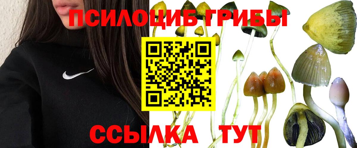 Галлюциногенные грибы Psilocybine cubensis  Вход с VPN  Красный Сулин 